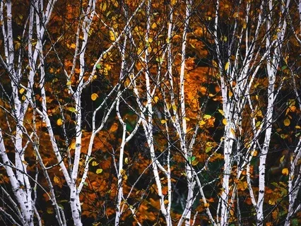 Close Encounters Of The Fifth Kind