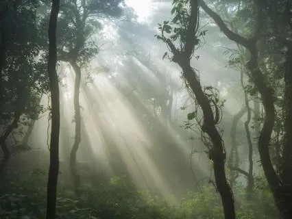 Cloud Forest