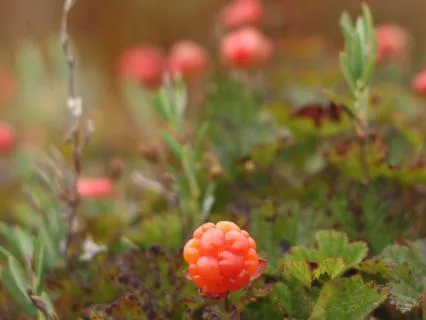 Cloudberries In Magical Use And Folklore