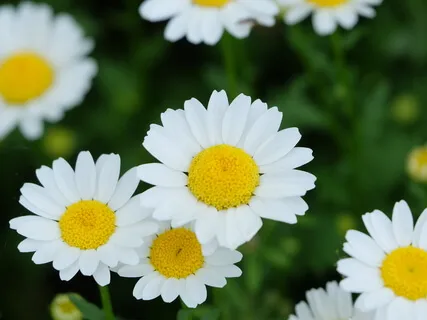 CMP 5 Minute Loving Kindness Break