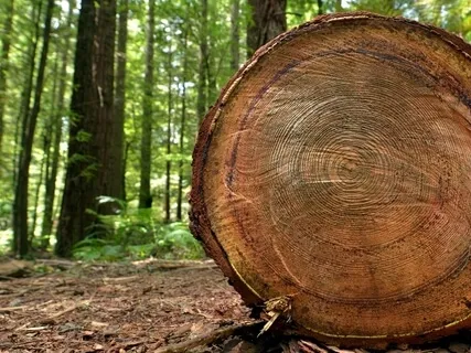 Connecting With The Body