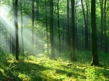 CMP: Mindfulness Of Breath