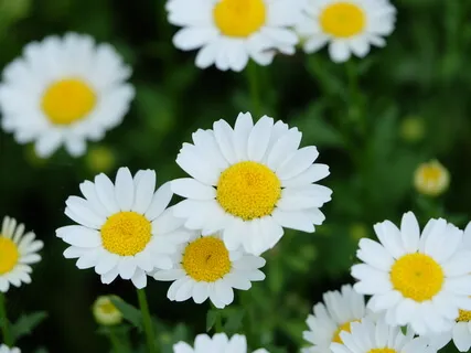 CMP Intro To Loving Kindness Discussion