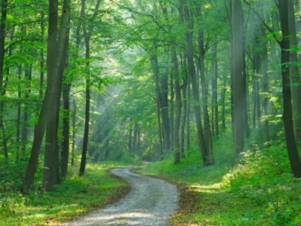 CMP Introduction To Mindfulness Of Breathing