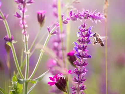 Fostering Loving-Kindness