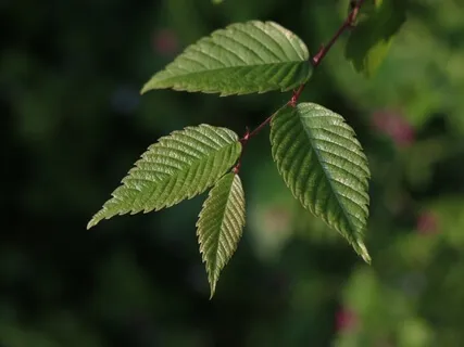 Mini Mindfulness Of Sounds