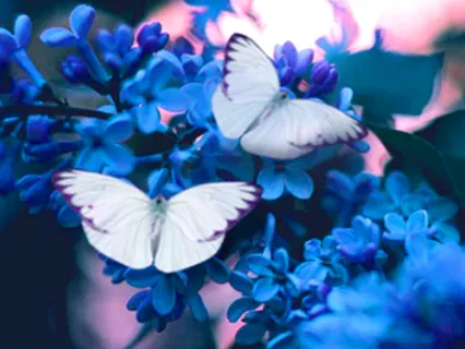 Co-Creation Meditation