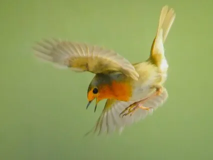 Co-Regulating With My Inner Manager | Managing Brain