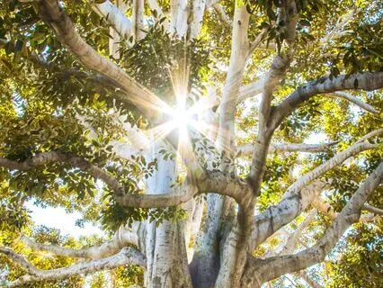 Co-regulation And Intimacy With Nature