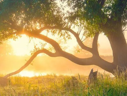 Cockroach Medicine: Resilience And Renewal