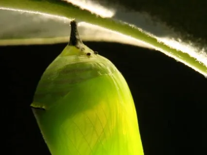 Cocoon: A Transformational Journey