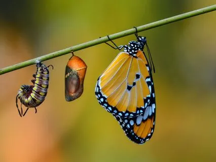 Cocoon Of Reflection: Embrace Inner Silence