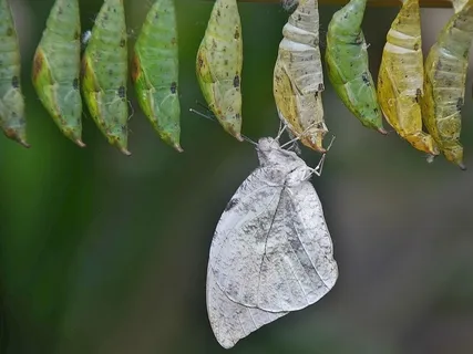 Cocoon Of Transformation 