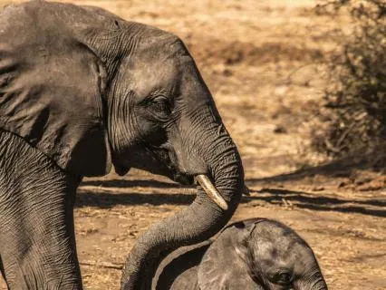 Code Of Compassion — Embrace Your Humanity