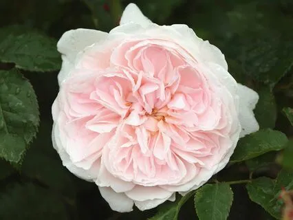 Codependency: The Pleaser