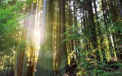 Coherence Therapy Based Schema Repatterning Meditation