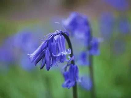 Coherent Breathing (432Hz Alpha Wave Binaural Beat Guided Meditation)