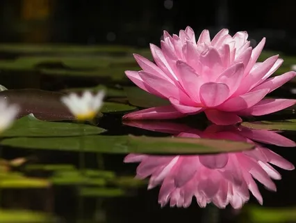 Coherent Breathing Symphony: Guided Practice