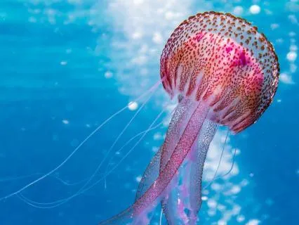 Cold & Flu Support + Energy Healing (Extended Healing)