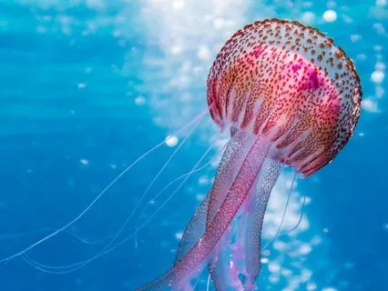 Cold & Flu Support + Energy Healing