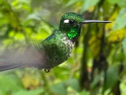 Colibri (Hummingbird)