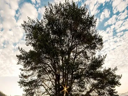 Collecting Cosmic Energy With Tadasana, The Tree Pose