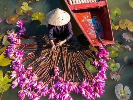 Collecting Water Lilies Ambiance River Sounds Nature