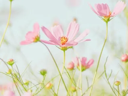 Collective Efforts Prenatal Meditation