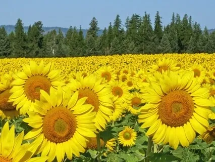 Collective Healing Presence For Covid19