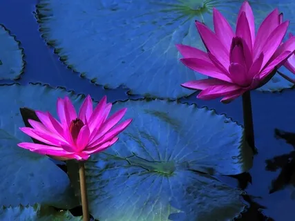 Color Healing & Protection Meditation