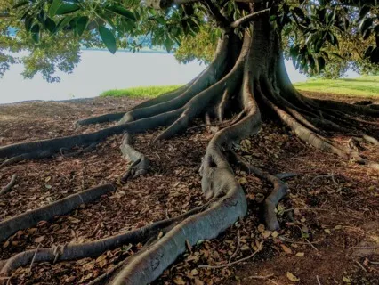 Come Back To The Present - Triangle Awareness Method