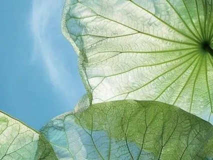 Come Back To Yourself - A Few Mindful Moments