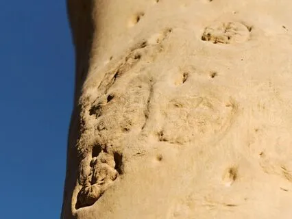 Come Home To Your Body: Healing & Grounding Affirmations