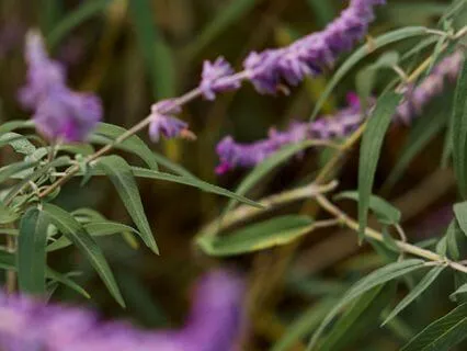 Come Home To Your Body: Sway & Ground