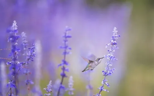 Come Little Hummingbird - Glorious Harp - 432Hz