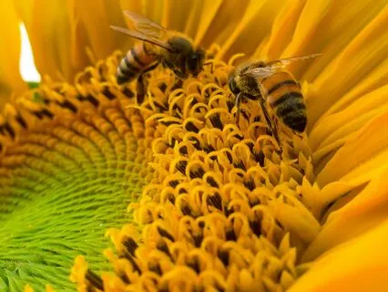 Come To Me. I'm A Sunflower!