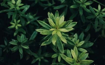 Come To Rest In Your Center