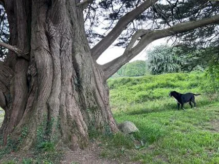Come Walk With Me: An Immersive Mindful Walk In Ireland