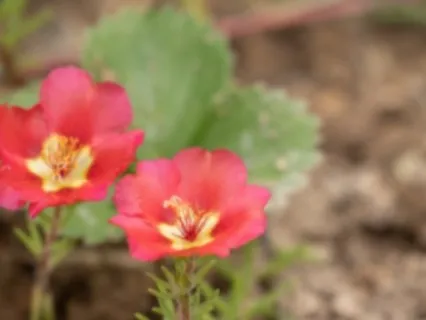 Comfortable Mind Profound Insights- Dharma Q&A On Meditation