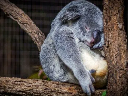 Comforting Wisdom For Sleep Or Inner Peace