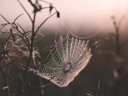 Coming Back to Direct Experience in the Body