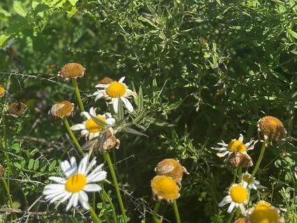 Coming Back To The Breath