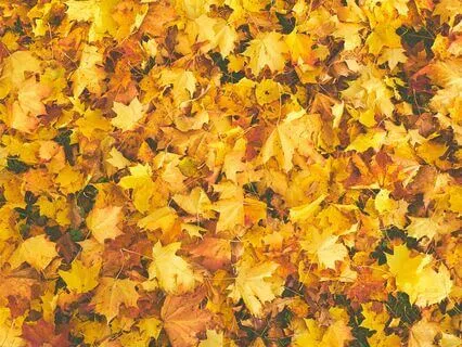 Confidence Meditation For Beginners (10 Mins)