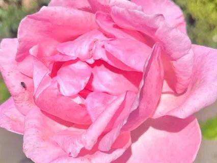 Coming Home To Ourselves