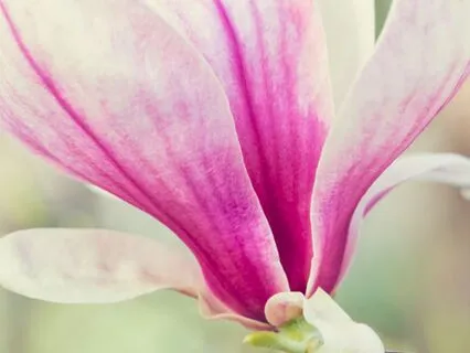 Coming Home To Wholeness: Visualisation (Without Music)