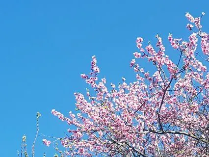 Coming Home To Yourself With Reiki