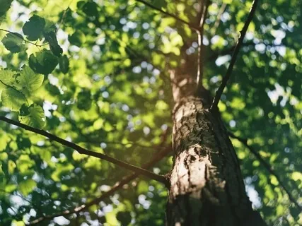 Coming Into Stillness