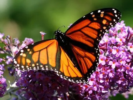 Coming Out From Behind The Wall