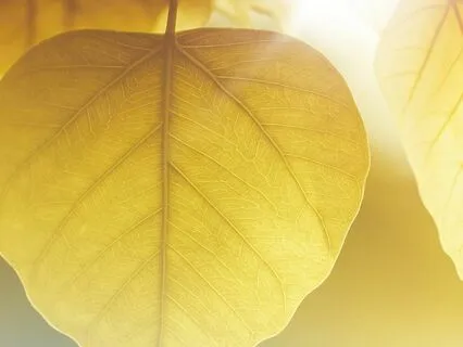 Commit To Change: Transform Your Life