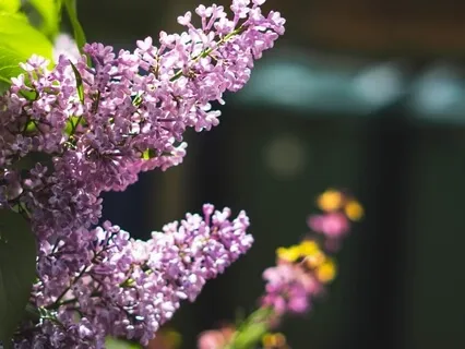  Committed To One’s Duty Makes One Free From Wandering Mind